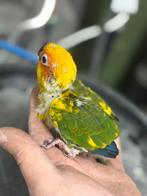 2 baby zonparkieten te koop, Vrouwelijk, Dwergpapegaai of Agapornis, Geringd