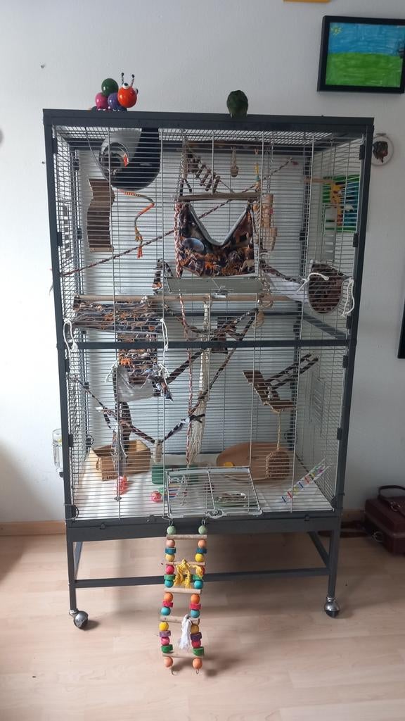 Grote Rattenkooi, Ophalen, Kooi, Hamster, Zo goed als nieuw