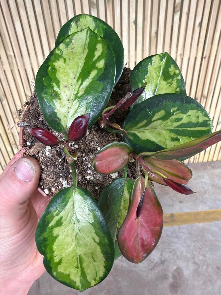 Hoya Australis Lisa - Prachtige wasbloem in 13cm pot, Huis en Inrichting, Kamerplanten, Ophalen of Verzenden