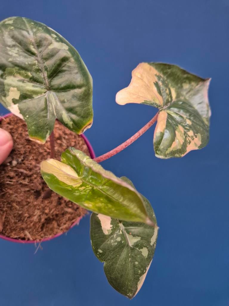 Alocasia Yutacan Princess p10 (1), Ophalen of Verzenden, Halfschaduw, Minder dan 100 cm