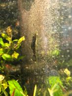 5x Ancistrus green dragon longfin, Vis