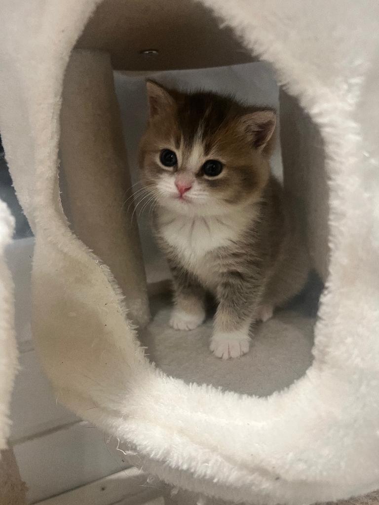 Britse korthaar kitten allemaal gereserveerd, Dieren en Toebehoren, Katten en Kittens | Raskatten | Korthaar, Meerdere dieren