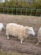 Ouessant ooitjes, Vrouwelijk, Schaap