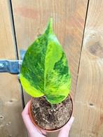 Monstera deliciosa variegata plant aurea yellow lemon lime, Ophalen of Verzenden, Halfschaduw, Minder dan 100 cm