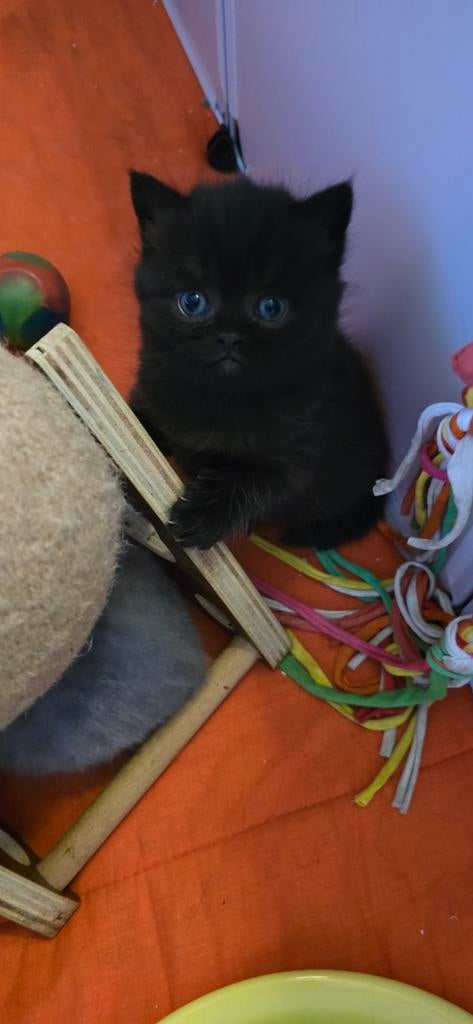 Mooie Britse korthaar kitten