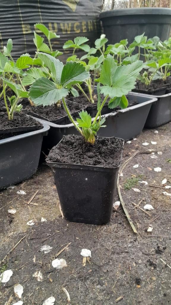Korona aardbeien stekken, Ophalen, Volle zon, Vaste plant, Zomer