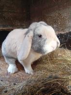 2 prachtige rammen, Dieren en Toebehoren, Konijnen, Mannelijk, Groot, Hangoor