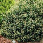 GEZOCHT : Struikhedera, Ophalen, Overige soorten