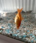 2 Komeetstaart Goudvissen, Vis