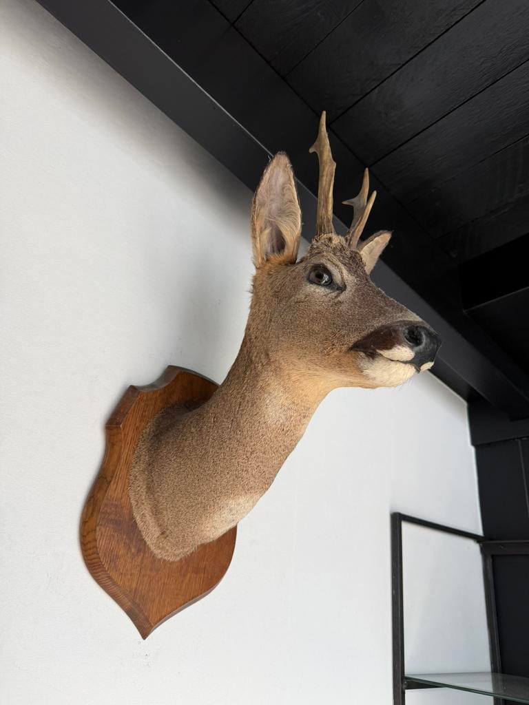 Prachtig opgezette kop van hert  reeeenkopje taxidermie, Ophalen of Verzenden
