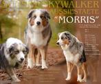 Australian Shepherd pups met stamboom verwacht!, Parvo, 8 tot 15 weken, Meerdere, Meerdere dieren