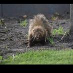 Dit knappe koppel verwacht binnenkort kindjes, April, Meerdere dieren