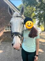 Bijrijder aangeboden/bijrijdpaard gezocht, Dieren en Toebehoren, Ophalen of Verzenden, Nieuw