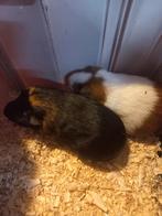 Cavia's, Dieren en Toebehoren, Maart, Mannelijk, Cavia