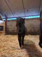 Schattige shetlander pony hengst, Dieren en Toebehoren, Pony's, Niet van toepassing, 0 tot 2 jaar, Hengst, A pony (tot 1.17m)