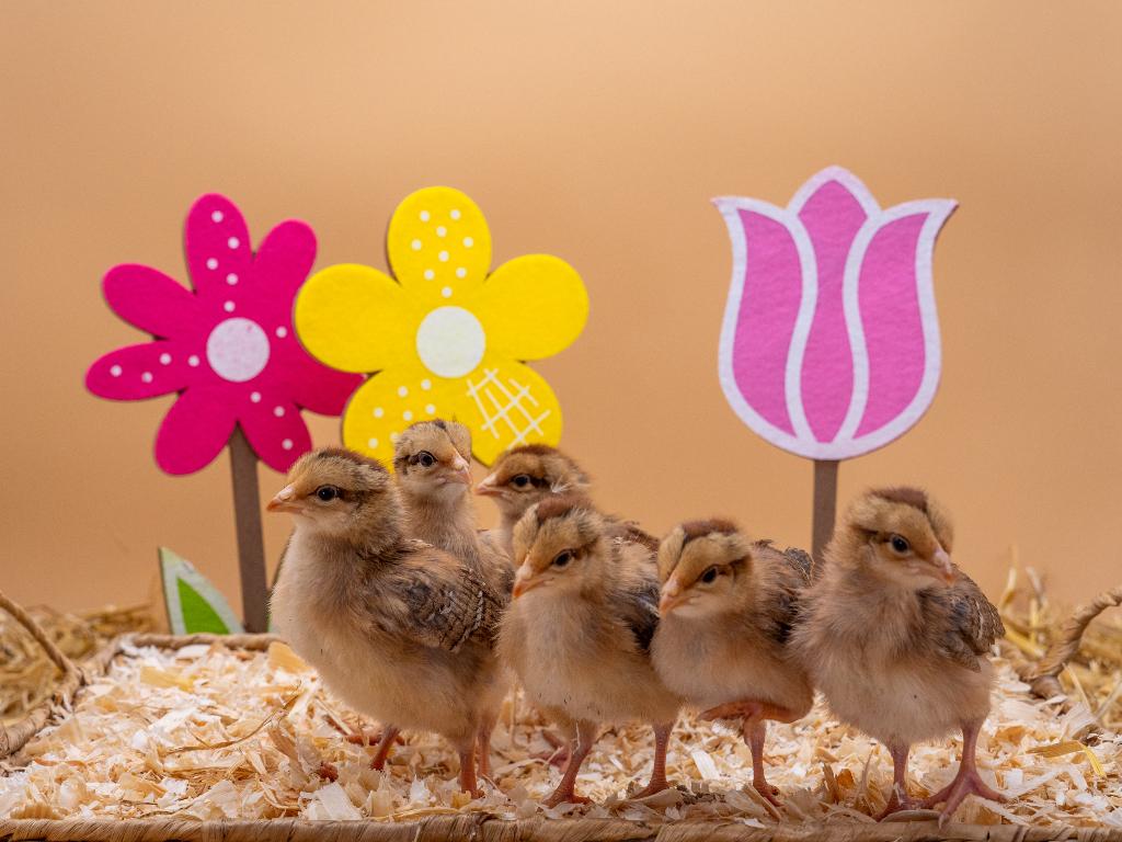 Jonge tamme Welsumer kuikens gesekst en ingeënt, Dieren en Toebehoren, Vrouwelijk, Kip