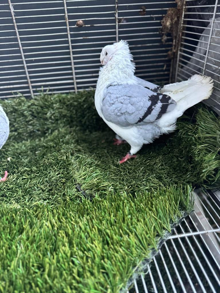 Te koop  blauwe oud Hollandse meeuwen, Dieren en Toebehoren, Meerdere dieren, Overige soorten