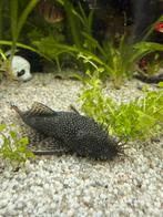 Borstelneus alg eters, Vis