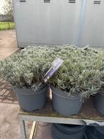 Super mooie lavendel10 liter pot komen mooi opkleur 9,95, Ophalen, Vaste plant, Overige soorten, Volle zon