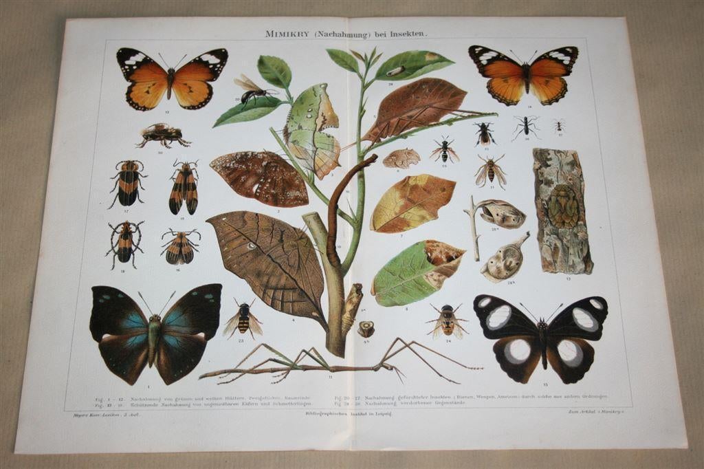Antieke kleurenlitho - Mimicry Insekten - Circa 1900, Ophalen of Verzenden, Voor 1940, Zo goed als nieuw, Overige onderwerpen