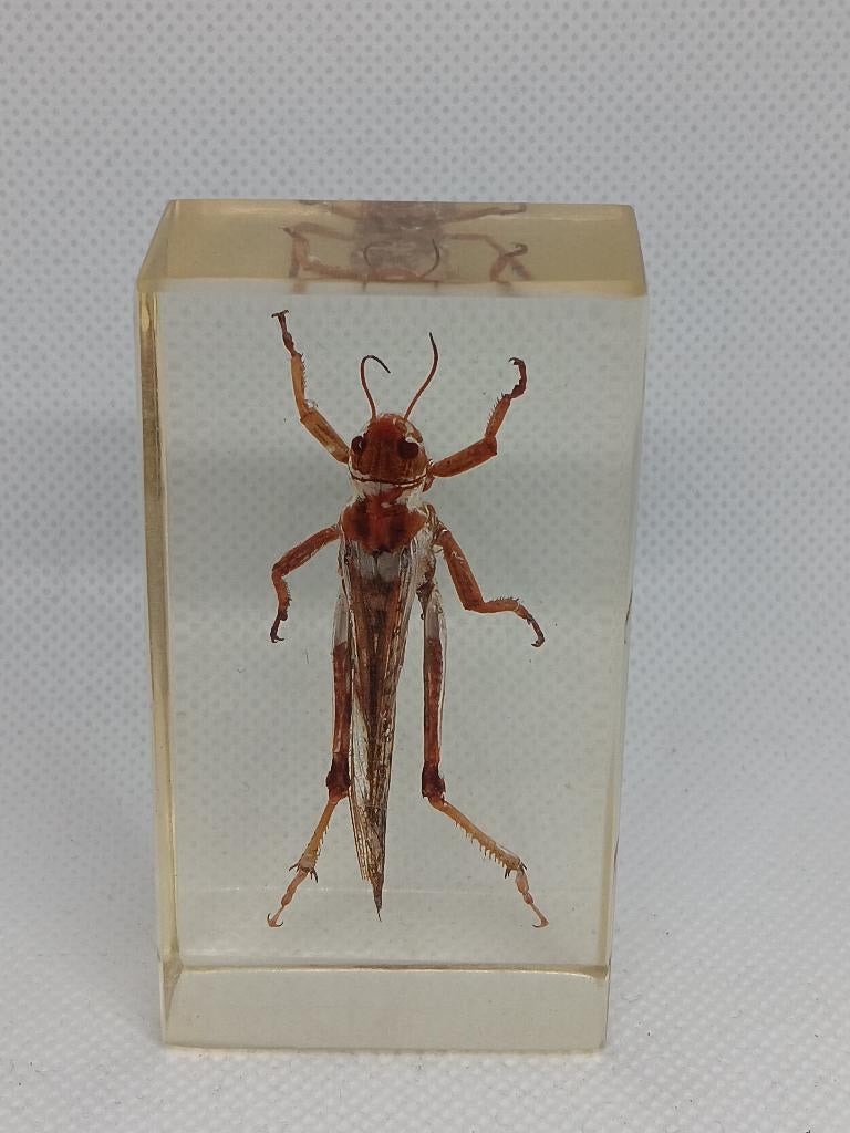 Insect / Aziatische Treksprinkhaan in de Hars, Verzamelen, Dierenverzamelingen, Ophalen of Verzenden, Gebruikt, Insect, Overige typen