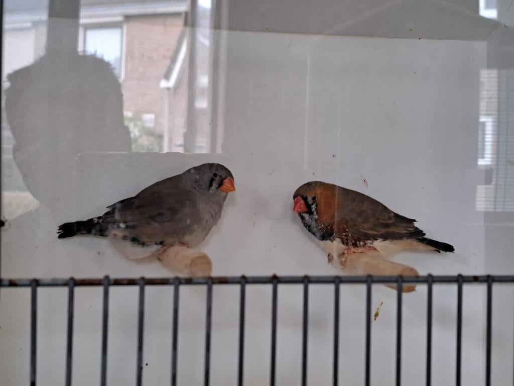 Koppel zebravinken zwartborst grijs., Dieren en Toebehoren, Vogels | Overige Vogels, Meerdere dieren, Tropenvogel, Geringd