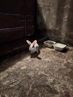 Jonge konijnen 8 weken, Dieren en Toebehoren, Konijnen, Mannelijk, Middelgroot, 0 tot 2 jaar