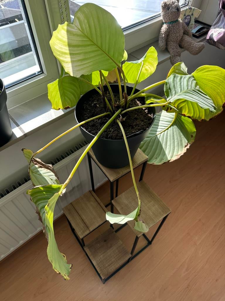 Cathalea Pauwen plant, Huis en Inrichting, Ophalen, Halfschaduw, Minder dan 100 cm