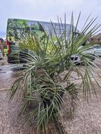 Butia capitata, palmboom palmbomen, Ophalen, Overige soorten, Volle zon