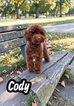 toy poedel/toypoedel/dwerg poedel/dwergpoedel dekreutjes, Fokker | Hobbymatig, Reu, 1 tot 2 jaar, Buitenland