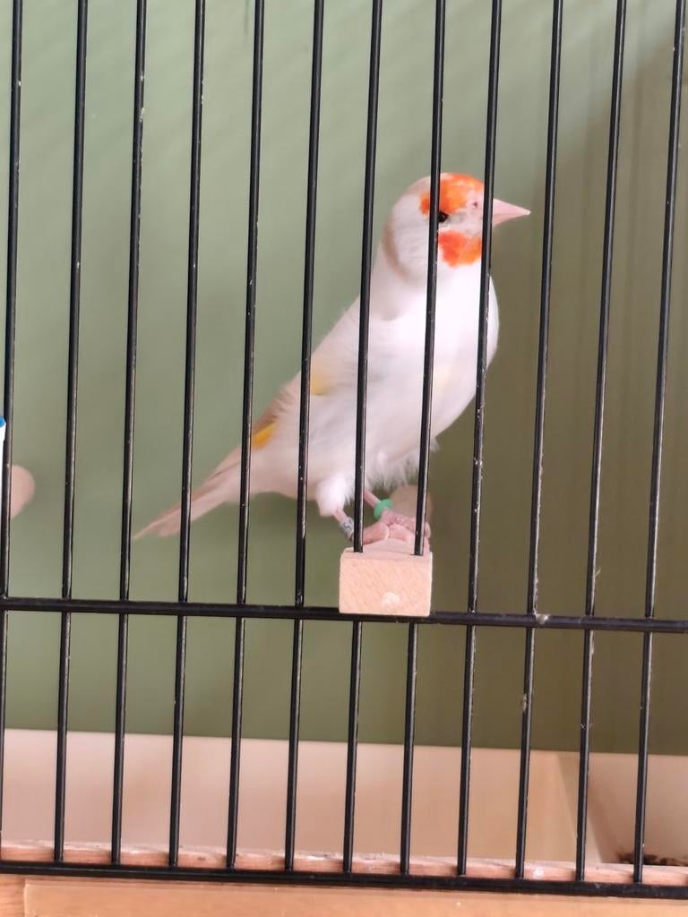 Putter Satinet Frau aus 2025 aus der Reserve, Vrouwelijk, Wildzangvogel, Geringd