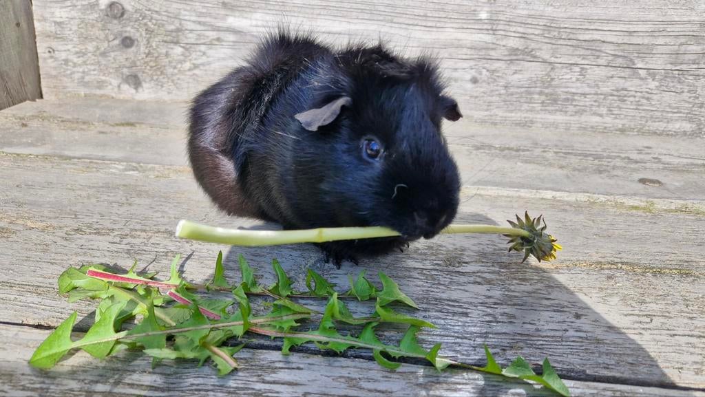 Knappe lieve cavia, Cavia, Mannelijk, Tam, September