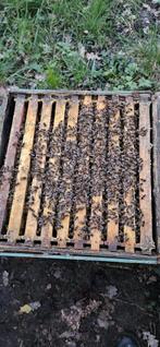 Bijenvolken te koop, Overige soorten