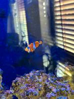 Clownfish / Anemoonvissen x2, Vis