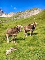 Gezocht D Cormick International Fendt werktuig Tractor MF 35, Meerdere dieren, Schaap, 3 tot 5 jaar