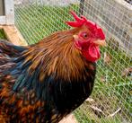 Cochin kriel, zwart goud gezoomd., Mannelijk, Kip