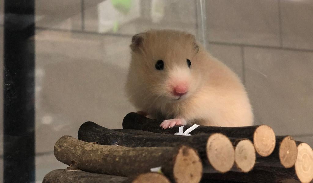 Goudhamsters | Jonge hamsters | Goed tam te maken, Dieren en Toebehoren, Knaagdieren, Hamster, Februari, Vrouwelijk, Tam