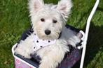 West highland white terrier pup, Dieren en Toebehoren, 15 weken tot 1 jaar, Overige rassen, Buitenland, Parvo