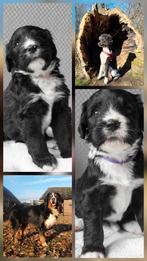 Zes Bernedoodle puppy's gereserveerd., Dieren en Toebehoren, Honden | Dekreuen, Parvo, 8 tot 15 weken, Meerdere, Meerdere dieren