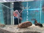 Flowerhorn Red Pearl Cichlide, Vis, Zoetwatervis