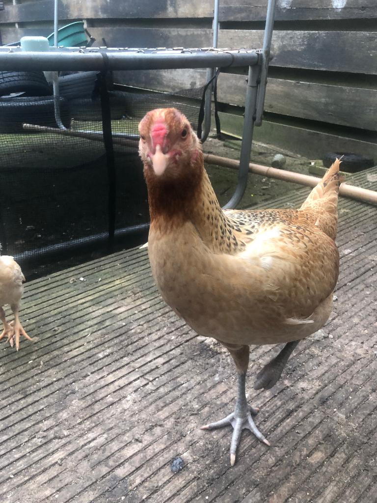 Maleier kippen, Dieren en Toebehoren, Meerdere dieren, Kip