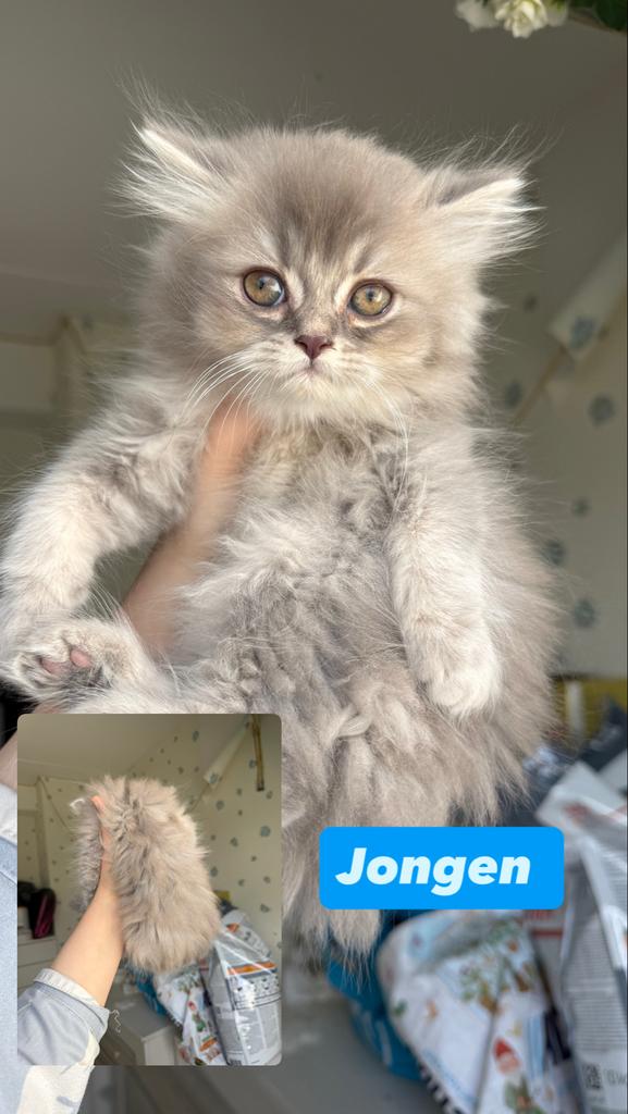 Kittens Britse kort/lang haar, Meerdere dieren, Langharig, 0 tot 2 jaar
