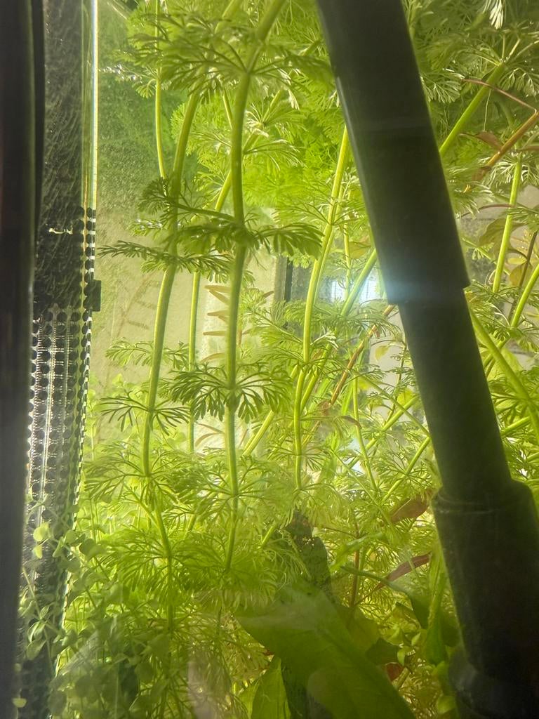 Aquarium planten te koop, Vis