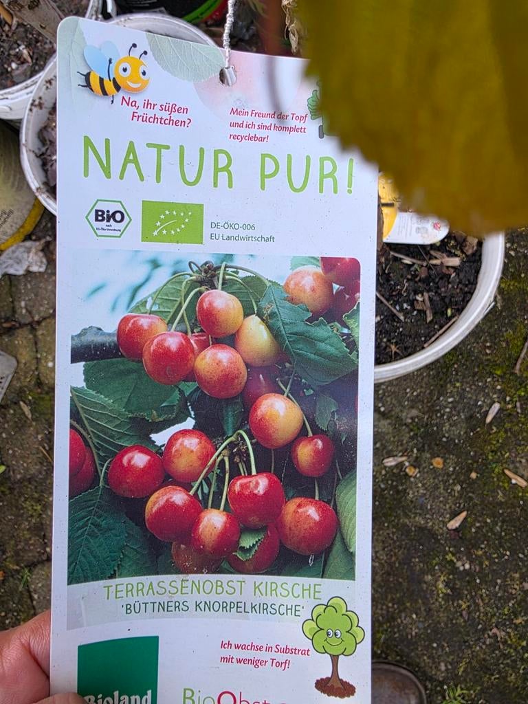 kersenboom, Tuin en Terras, Planten | Fruitbomen, Ophalen, 100 tot 250 cm, Kersenboom, Lente