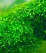 Javamos, Dieren en Toebehoren, Ophalen, Plant(en), Steen of Hout