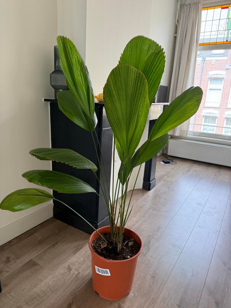 Fan Palm - Licuala Grandis (original price 130€), Huis en Inrichting, Kamerplanten, Ophalen, Palm, Halfschaduw, Minder dan 100 cm