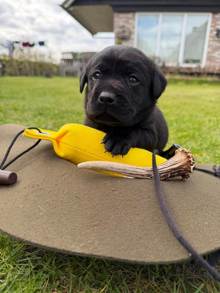 Labrador pups met stamboom, Parvo, 8 tot 15 weken, Labrador retriever, Meerdere