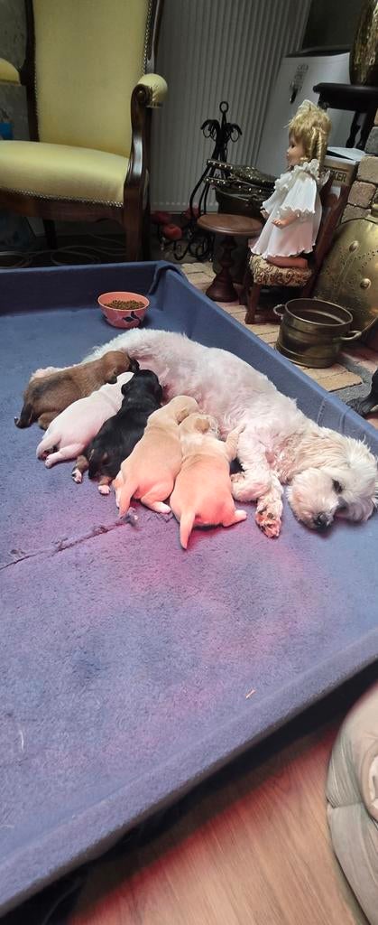 Boomer pups, Dieren en Toebehoren, 8 tot 15 weken, Meerdere, Meerdere dieren, Klein