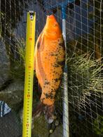 Koi karper, Karper of Koi