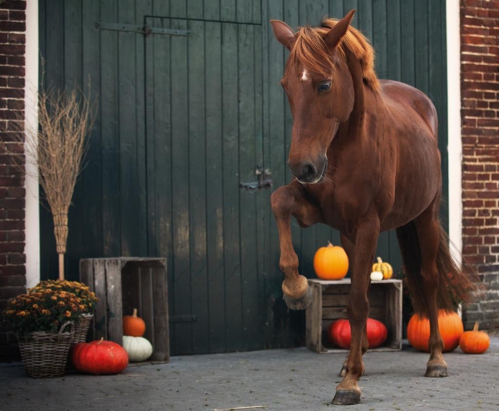 Prijs aangepast Grote D pony, Z, 11 jaar of ouder, D pony (1.37m tot 1.48m), Merrie